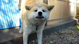 家忠犬場 種公 員外 家忠犬場 種公 員外