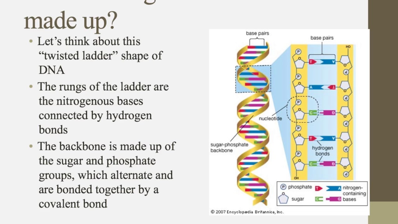 Notes For IB Biology Chapter 7.1 - YouTube