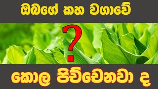 කහ වගාවේ දිලිර හදුනා ගනිමු