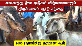 அனைத்து இன ஆடுகள் விற்பனை ஆகும் திருப் புவனம் ஆட்டு சந்தை | Thiruppuvanam Aatu Santhai l