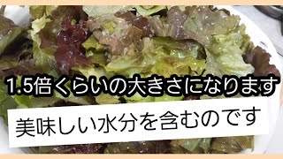 野菜カットのコツ　今回はレタスの下処理　ちぎり方。　現場の悩み相談。