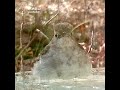 【え？】まだいる！夏鳥キビタキ、水浴びして超ふわふわになる！笑（2022 10 28