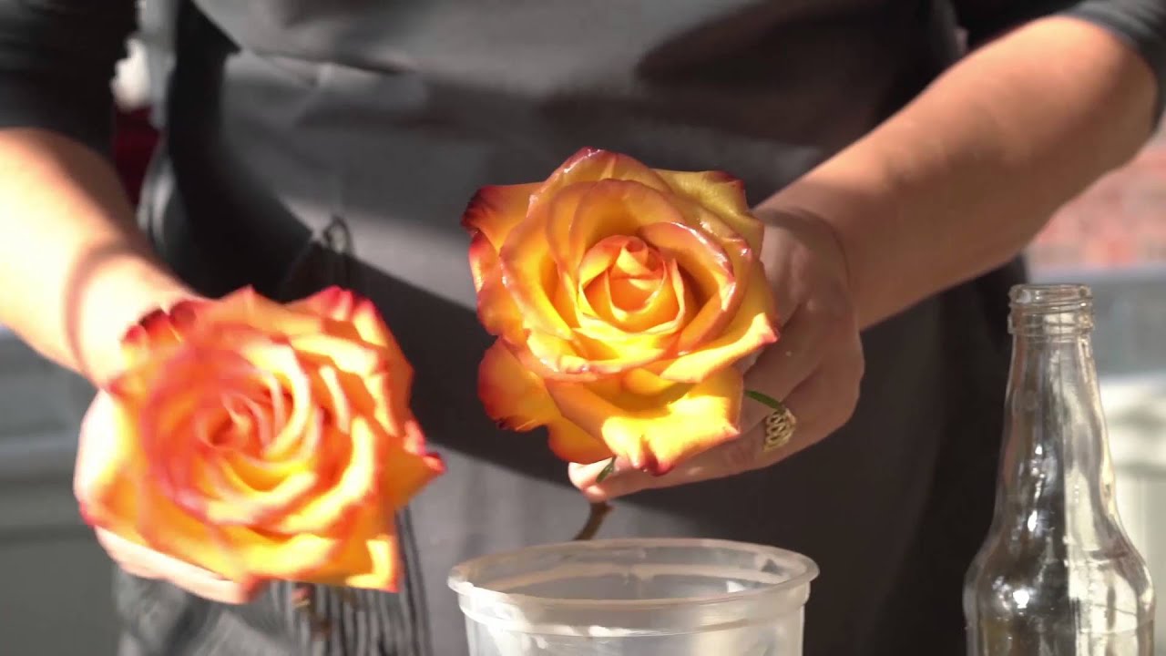 Ways To Preserve Flowers Forever Best Flower Site