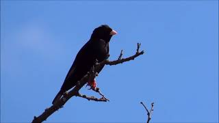 Dusky Indigobird male singing from a tree top