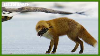 Fox Attacked by Eagles While Eating | Asia | BBC Earth