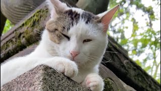 【伏見稲荷】見下ろす三毛白猫オグロ　Calico white cat overlooking