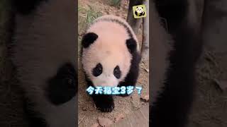 大熊猫福宝3岁啦！带你参加福宝的“生日会”，一起看看它在韩国的生活 | CCTV