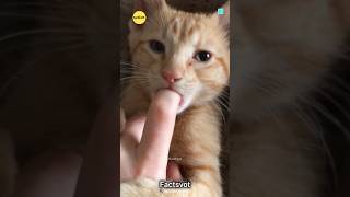 Why cats suck your finger #cat #shorts #viral  #facts