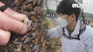 78억 마리 꿀벌이 연쇄 실종되자.. 꿀벌 전문 수의사가 바로 진행한 수술ㅣMan Who Became A Honey Bee Vet That Only Treats Bees