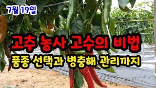 고추 농사 고수의 비법 품종 선택과 병충해 관리까지