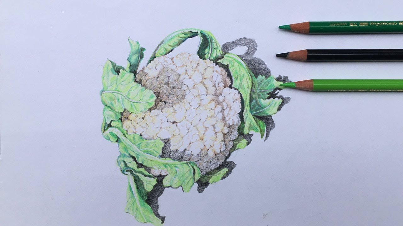 Drawing A Cauliflower In Color Pencil | Vegetable Drawing Step By Step ...