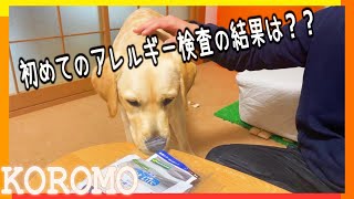 ラブラドールとアレルギーのあれこれ。【アレルギー検査の結果】