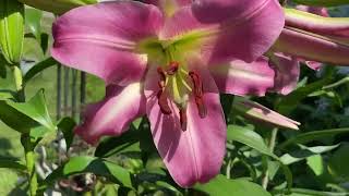 Purple lady Tree lily