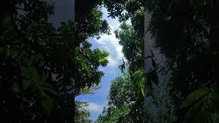 [Beautiful Tree's 🌿 with Natural sky view and Heart Touching flute music