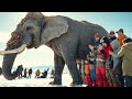 rescue in the arctic an elephant s revival wildlife conservation arctic elephant rescue