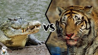 CROCODILE VS TIGER  - Who Is The Strongest Predator?