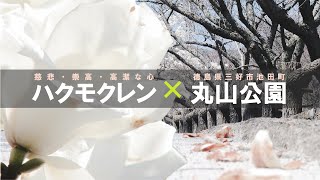 日常の風景の中で：純白の木蓮に見惚れて