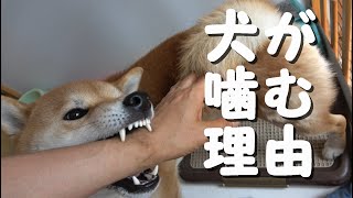 【初心者必見】犬が飼い主を突然噛む４つの心理とは　噛んでしまう原因から適切な対策法まで