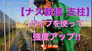 【ナス栽培  支柱】パイプを使って強度アップ‼︎これで台風が来ても倒れない(はず)