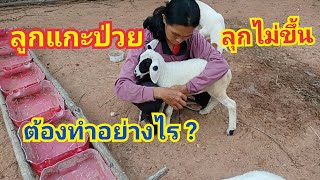 #แกะน้อยมีปัญหา  #ลุกไม่ขึ้น(ป่วย) ต้องทำอย่างไร ? | รักษาด้วยวิธีการ.. by ชีลองฟาร์ม