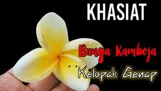 Khasiat Bunga Kamboja Kelopak Genap| Bunga Kamboja Kelopak Empat