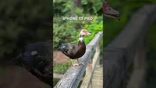 iPhone 13 Pro vs Galaxy S22 Plus vs Honor Magic 4 Pro Camera Comparison Portrait Mode
