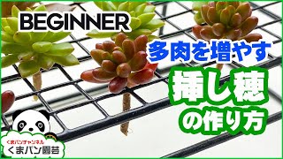 【多肉植物を増やす】挿し穂の作り方【くまパン園芸】