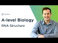 RNA Structure | A-level Biology | OCR, AQA, Edexcel