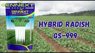 F1 Hybrid Radish GS-999 by Gennext Crop Science Pvt. Ltd.