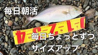 タダ巻きだけで青物が釣れちゃいます【ジャックアイマキマキ】