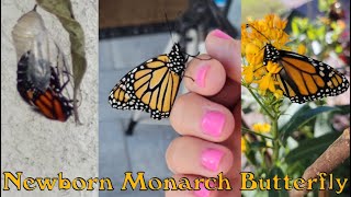 Newborn Monarch Butterfly