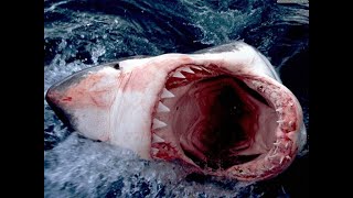 The world's most bloodthirsty sharks