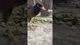 Hungry Myna #shorts #short