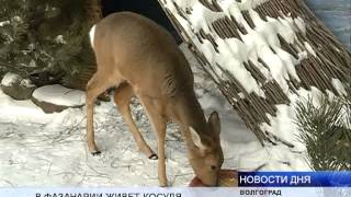 ФАЗАНАРИЙ ПРИ СВЯТО-ДУХОВОМ МОНАСТЫРЕ СТАЛ ЗООСАДОМ