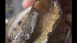 ABALONE IS ONE OF THE SEA TREASURE #SCREENCASTLIVE Ediang Variety Vlogs is live