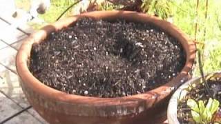 Growing Veggies -- turning soil and replanting a container