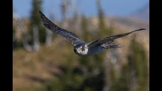 Jewel Basin Hawk Watch: Jewelers on the Hawk Highway