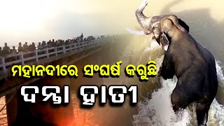 ଏବେବି ପାଣି ଭିତରେ ସଂଘର୍ଷ କରୁଛି ହାତୀ  | Odisha Reporter