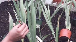 Finding out color of my gladiolus?!