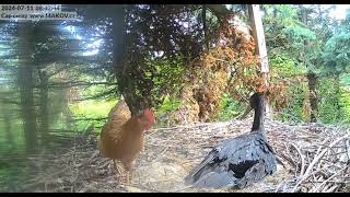 Makov/CZ             🐔 Chicken in a black stork nest!  🤣          2024.07.11.