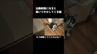 【ハチワレ猫】出勤時間になると鳴いてせかす猫はちの助　　#shorts