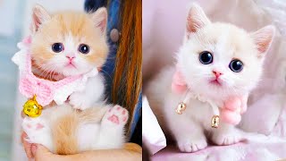 Baby Cats - Cute and Funny Cat Videos Compilation #60 | Aww Animals