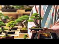 The Paradise of 300-Year-Old Bonsai Enthusiasts, Discovering Beautiful Art