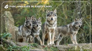 Parc Animalier de Sainte-Croix, réserve naturelle d'émotions