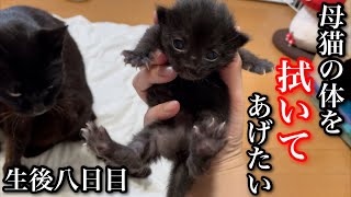 過酷な環境で子猫を産み頑張った母猫の身体を綺麗に拭いてあげたい。