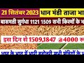 धान के भाव 08 जनवरी 2025 dhan ke bhav 1121 1509 dhan ke bhav basmati dhan mandi bhav