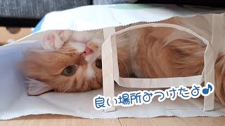 【マンチカン】猫の秘密基地を覗いてみたら可愛すぎました