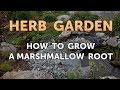 How to Grow a Marshmallow Root