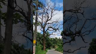 ഇല കൊഴിഞ്ഞ മരം നോക്കി ആളുകൾ കളിയാക്കി. പാഴ്ത്തടി.ആ മരം ചിരിച്ചു ഇനിയും വരും വസന്തം അന്ന് കിളിർക്കും