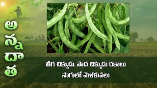 Field bean varieties \u0026 farming tips | తీగ చిక్కుడు, పొద చిక్కుడు రకాలు - సాగులో మెళకువలు | ETV